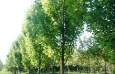 Armstrong Maples Large2